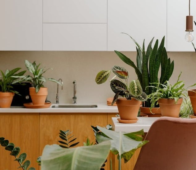 add greenery is one of the hottest kitchen renovation trends