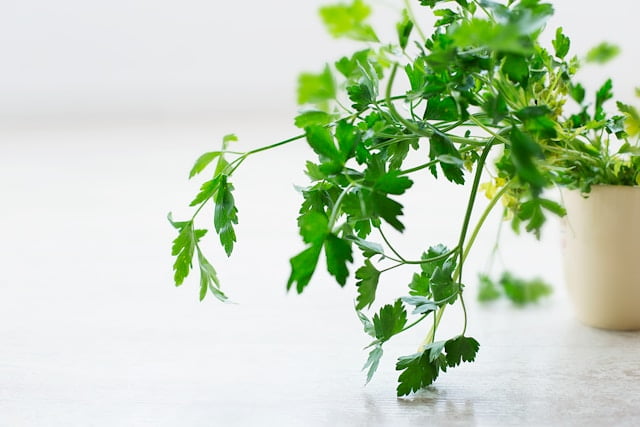 Close-up of a young cilantro plant with serrated leaves and delicate stems growing in a pot on sunny windowsill