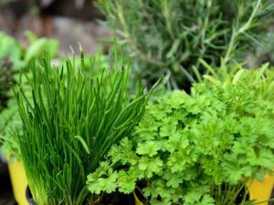 grow herbs indoor, to have fresh herbs for your recipes