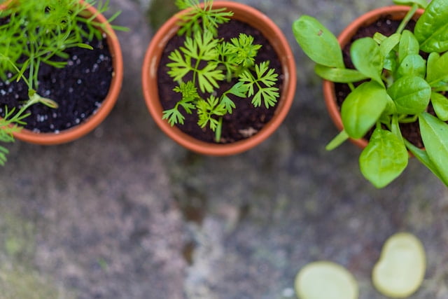 grow herbs indoor, herbs like parsley, dill, basil