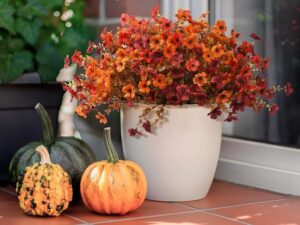 How to Keep Mums Alive and Blooming all Fall Long