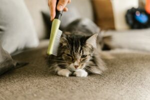 Keeping Your Home Clean With Pet-Friendly Solutions