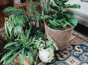 When and How to Bring Your Outdoor Potted Plants Inside?